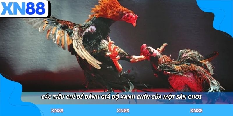 Các tiêu chí để đánh giá độ xanh chín của một sân chơi